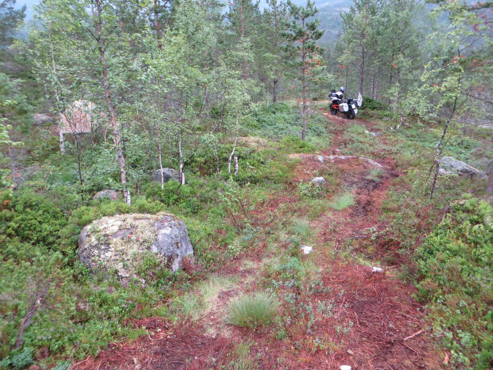 Wildcampen