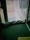 Fensterwurst