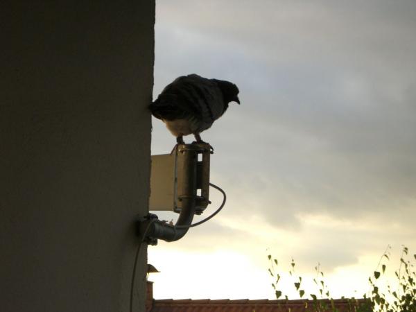 Vogel auf meiner UMTS Richtfunk-Antenne