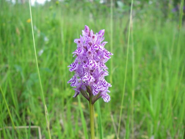 Image 9896
