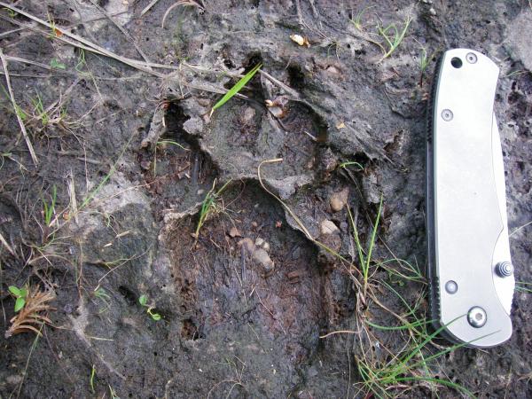 Image 9907