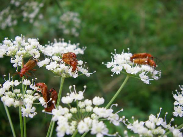 Image 9912