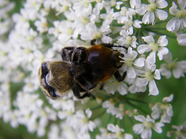 Image 9932