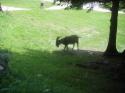 Vorheriges Bild