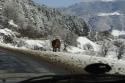 Karpaten--20090214-1022-01.jpg
